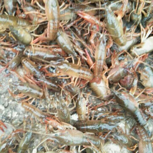 沅江市青红虾 4-6钱 人工养殖 