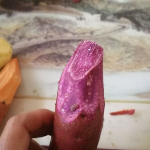 紫罗兰紫薯苗 15~25cm