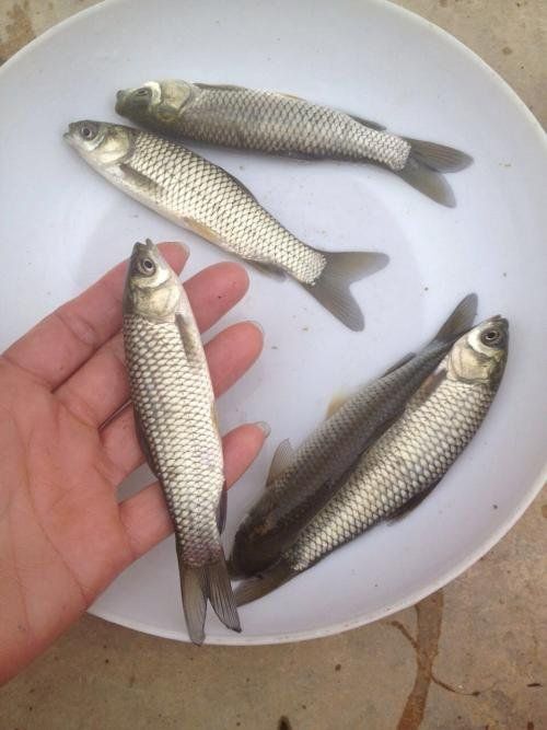 湖州草鱼苗 