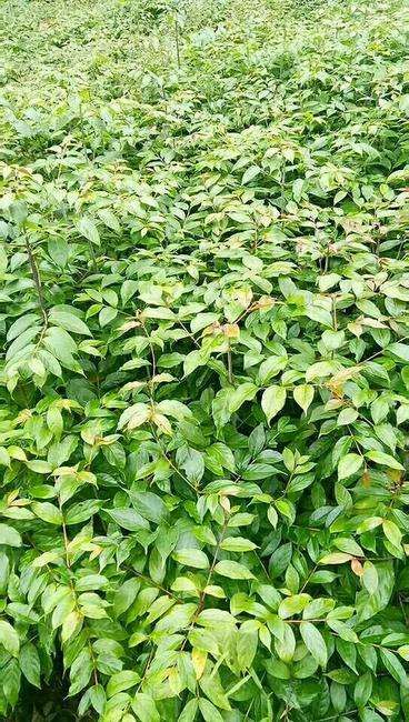 钩藤苗  倒挂刺 丁钩藤实生苗现挖发货