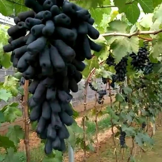 泰安蓝宝石葡萄苗