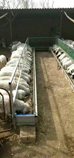 忻州绵羊 30-50斤 