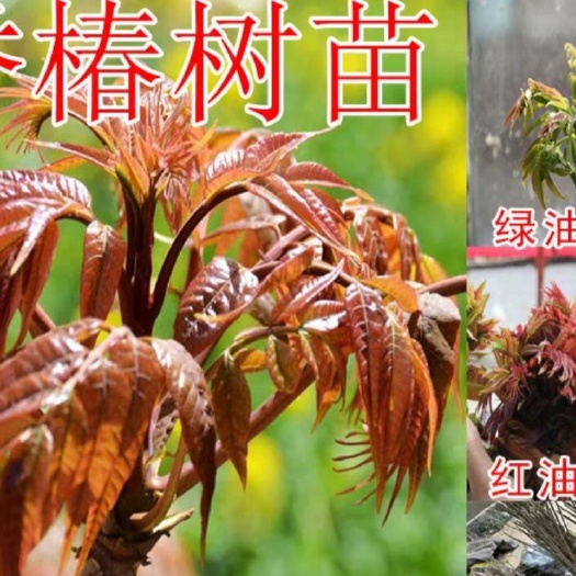 平邑县红油香椿苗 2公分以下 