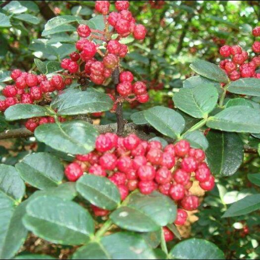 枣庄山东花椒 特级 干花椒 