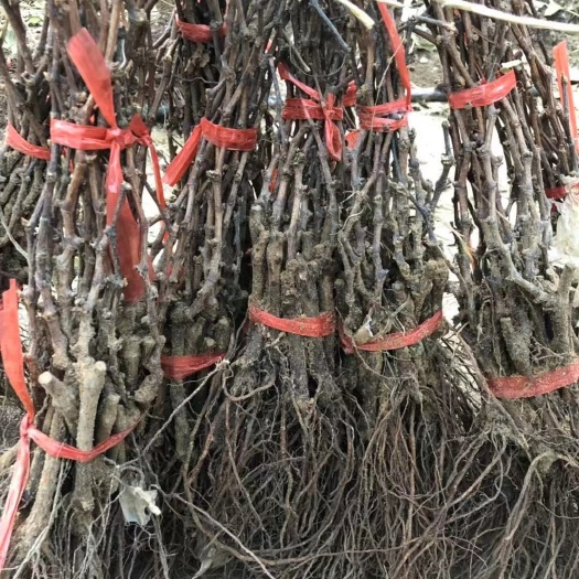 绛县运城绛县直供阳光玫瑰葡萄苗优质健康易成活果农优选苗圃批发零售