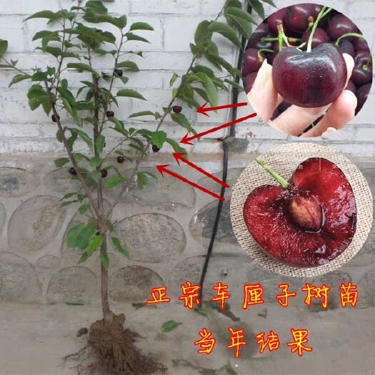 平邑县美早苗  两年苗，包活，不活补发