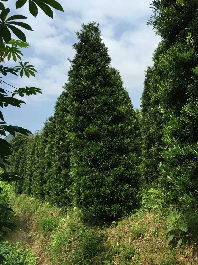  罗汉松塔状苗