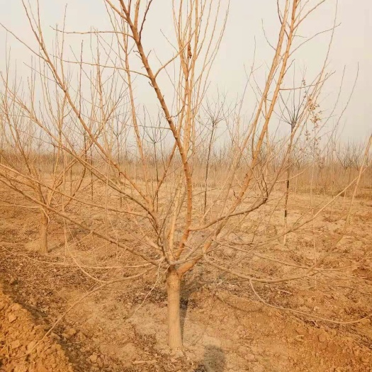 泊头市黑珍珠桑树苗 