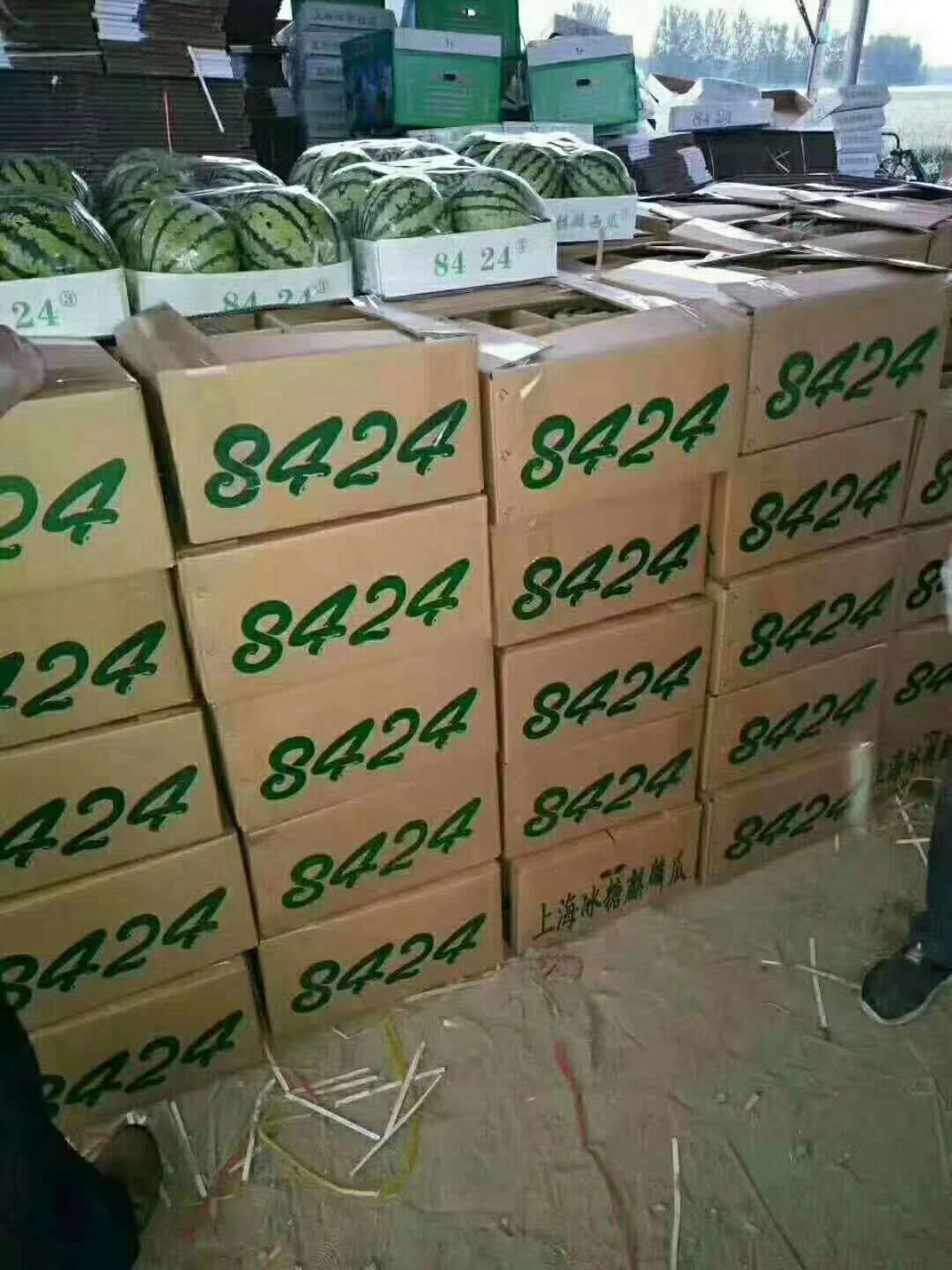 8424西瓜   精品8424，美都西瓜甜度高.皮薄    个头大