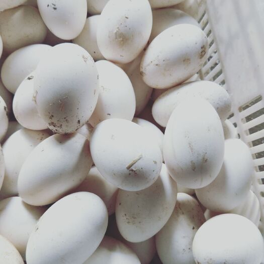 沂水县种鹅蛋 散装 孵化