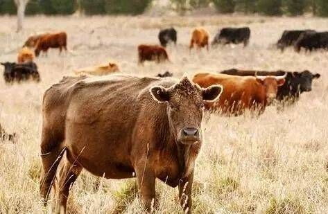 上海肉牛 1000斤以上 统货 