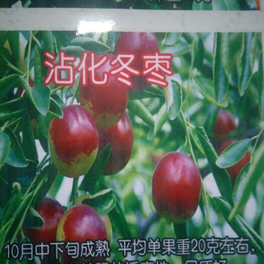 泰安各种优质枣树苗 