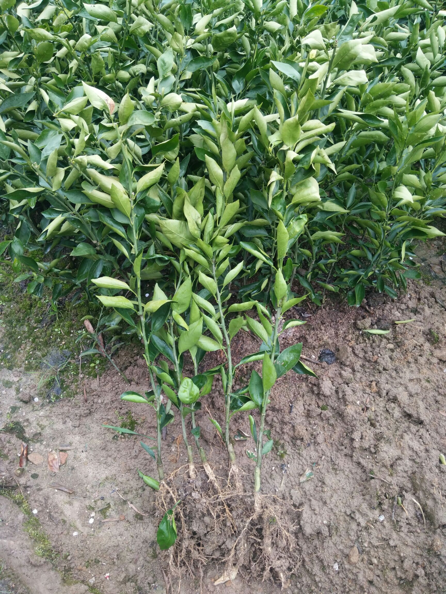 1~2米4公分以下红美人柑橘苗