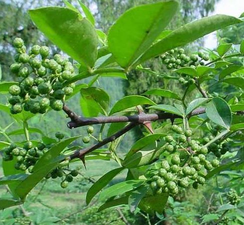宝鸡大红袍花椒 一级 干花椒