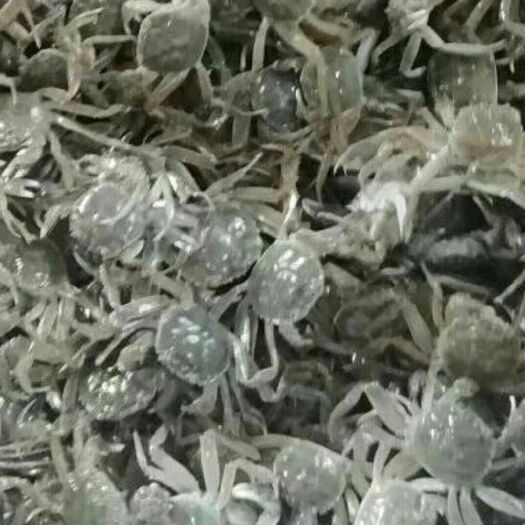 盘锦大闸蟹苗 