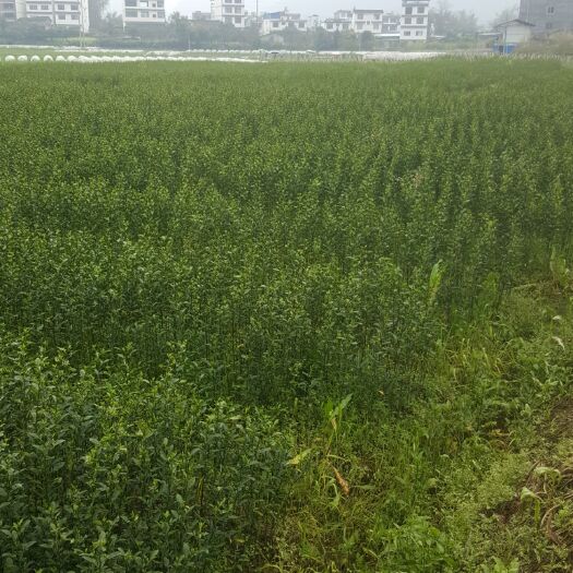 荔浦市枳橙砧木 