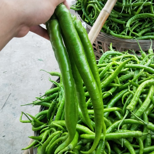 重庆市二荆条，潼南货