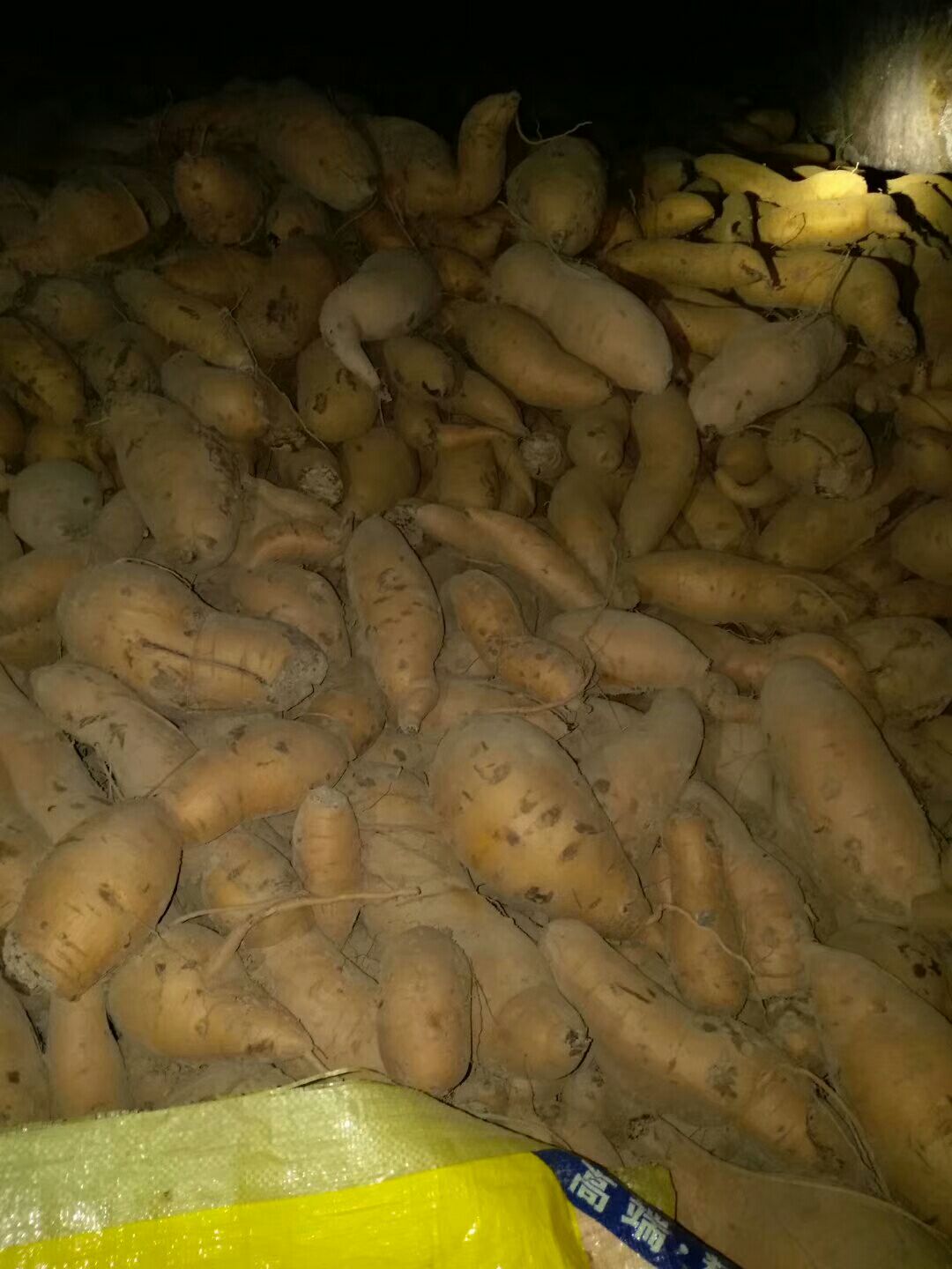 日照来福红薯 红皮 混装通货