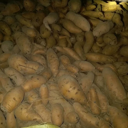 日照来福红薯 红皮 混装通货