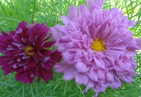 沭阳县波斯菊种子 