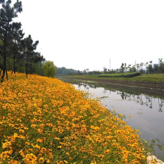 郓城县金鸡菊 