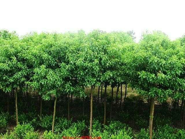 城固县樟树苗 