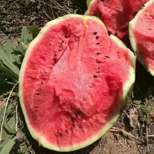 蒲城县甜王西瓜大量上市