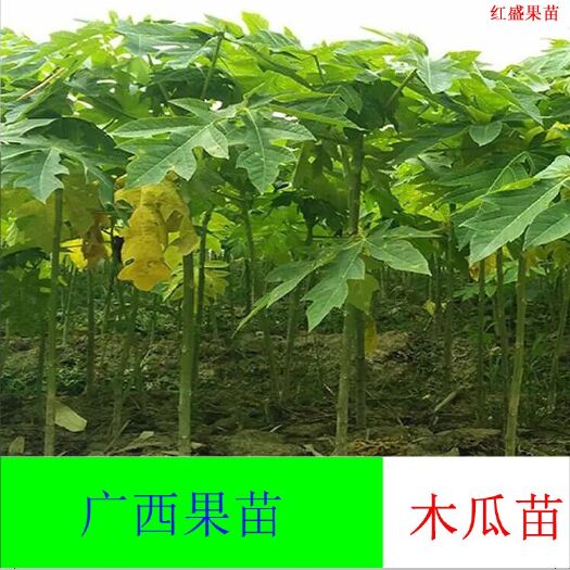 灵山县红心木瓜苗