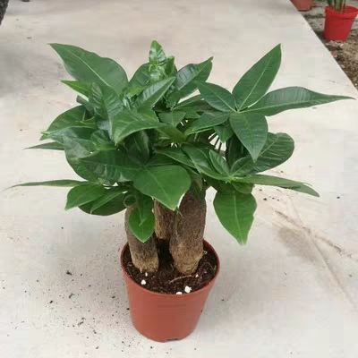 莒县盆栽发财树