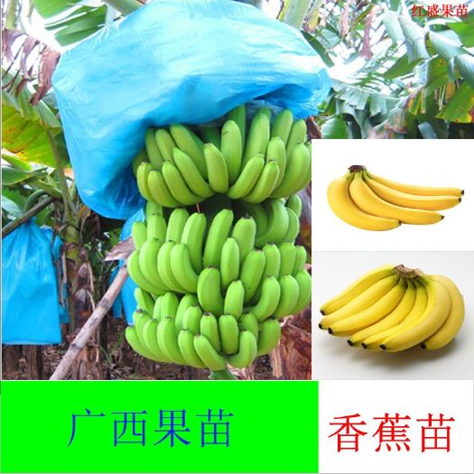 灵山县巴西香蕉苗 中焦九号，香蕉之王