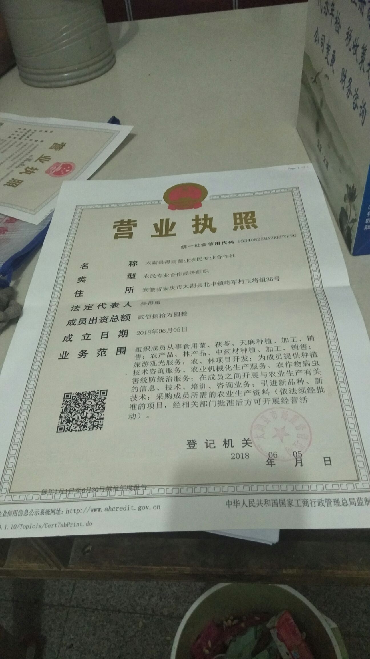 茯苓菌种 