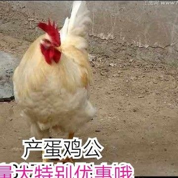浏阳市土鸡苗 