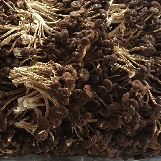 南丰县广昌5号茶树菇 14~16cm 未开伞 干茶树菇 