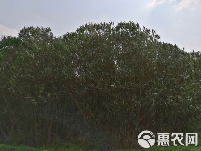 夹竹桃大苗，3~8公分，3米高