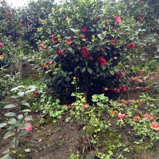 高县七芯茶花 140cm以上 