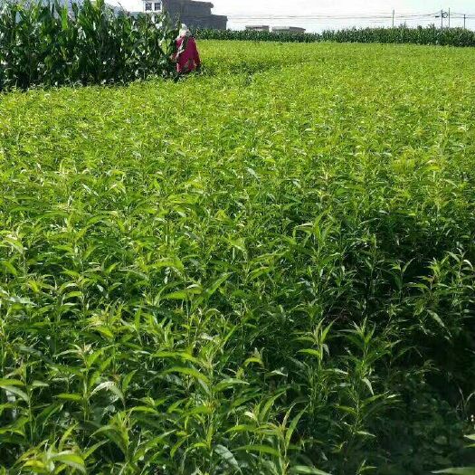 昭通毛桃苗 0.5米以下 