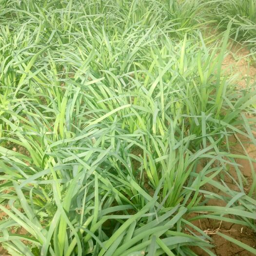 郓城县大叶韭菜 头茬 20~30cm 