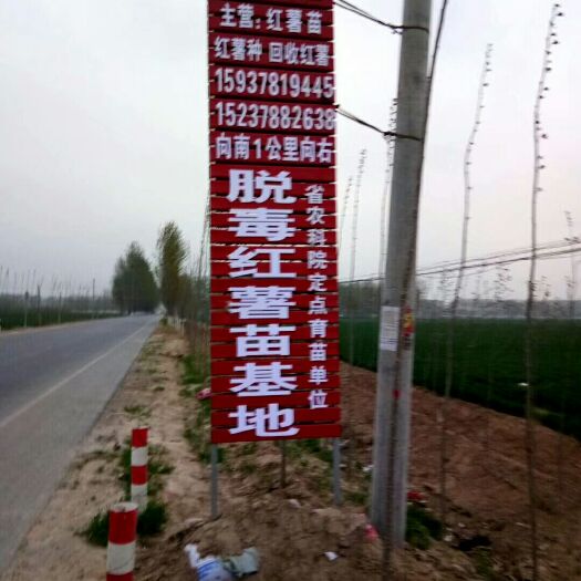 尉氏县龙薯9号红薯苗 预定2025年脱毒红薯苗开封红薯苗