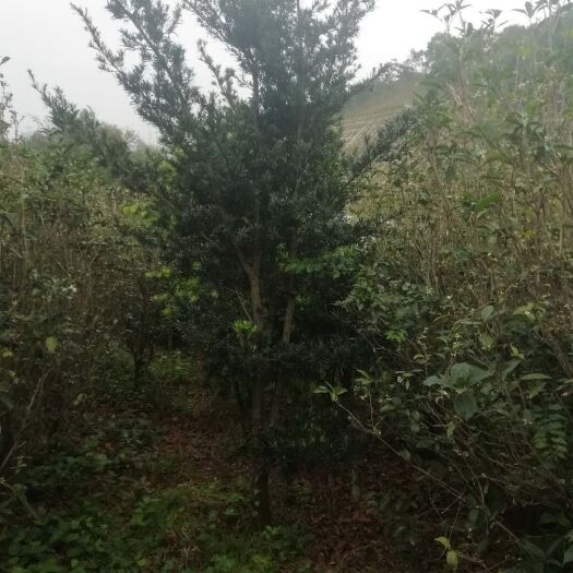 四会市普通罗汉松 1400棵，一批清150元每棵