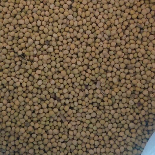 临沭县黄大豆 生大豆 2等品 