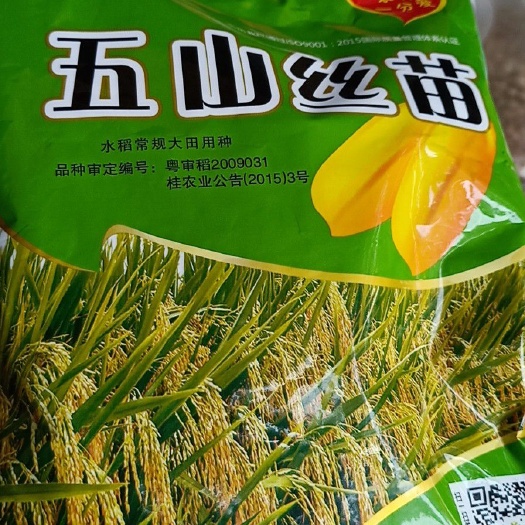 来宾杂交稻 早稻
