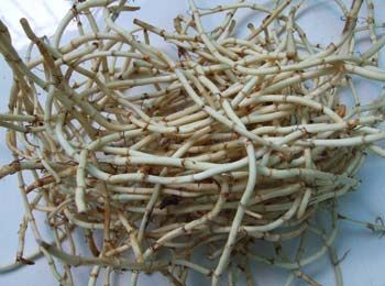 砚山县白茎鱼腥草 
