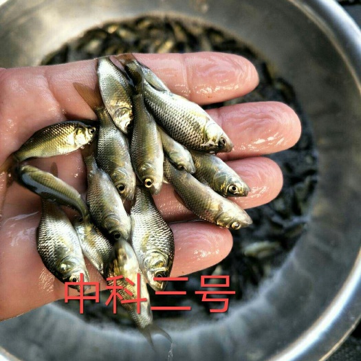 肇庆优质淡水中科三号鲫鱼苗抗病毒强生长速度快