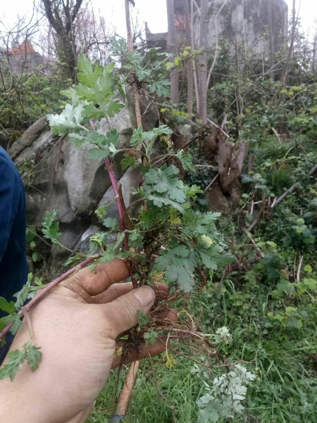 菊花苗  花种植是势在必得，、公园庭院观赏和