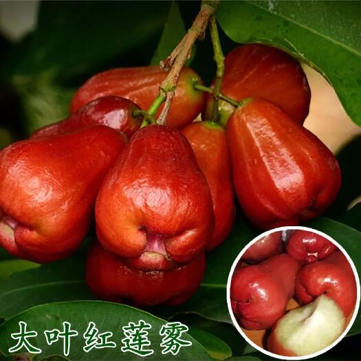 灵山县大叶红莲雾苗