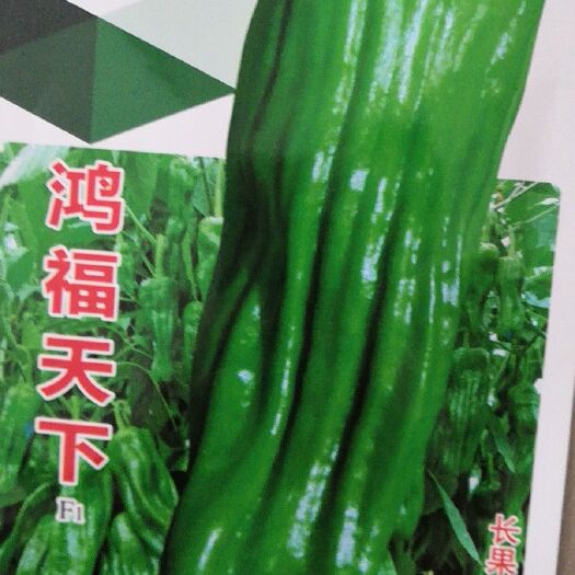 兰陵县芜湖椒 山东省临沂市兰陵县