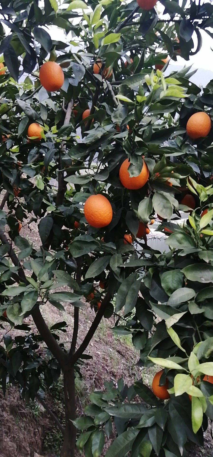 蜜奈夏橙 60 - 65mm 4-8兩 