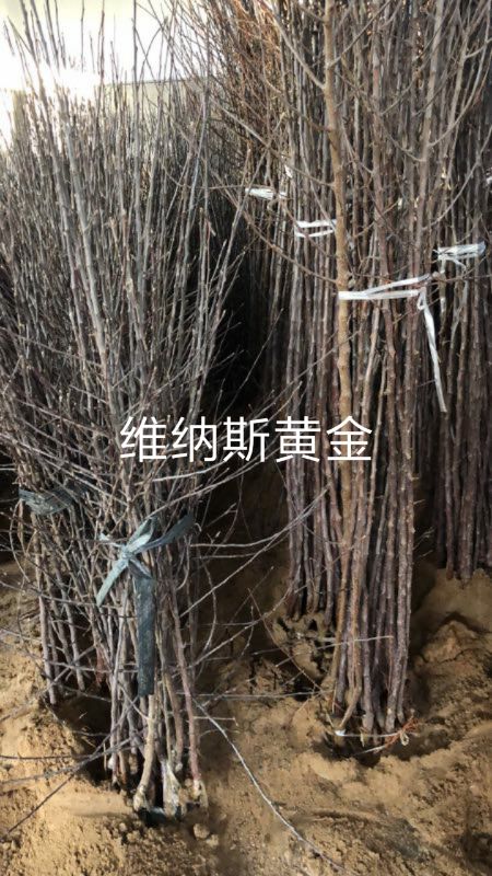  维纳斯黄金苹果树苗 品种纯正 嫁接苹果苗