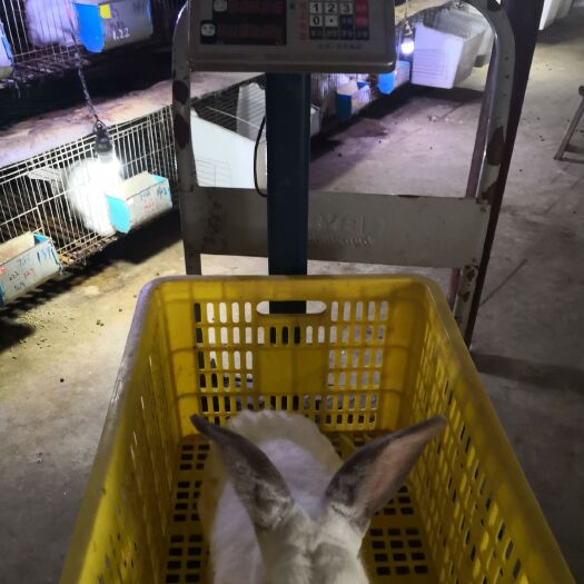贵港肉兔 5斤以上 