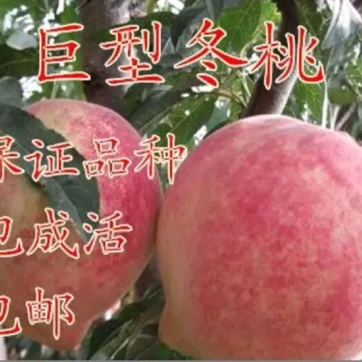 平邑县 冬桃苗 口感好 甜度高 好管理  放心栽种